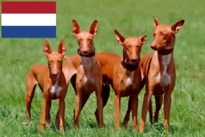 Read more about the article Pharaoh Hound crescători și căței în Olanda