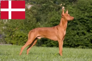 Read more about the article Pharaoh Hound crescători și căței în Danemarca