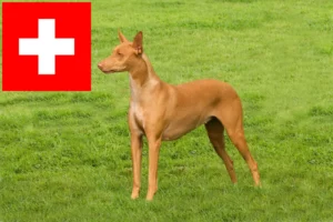 Read more about the article Pharaoh Hound crescători și căței în Elveția