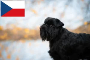 Read more about the article Belgian Dwarf Dwarf Griffon crescător și căței în Republica Cehă