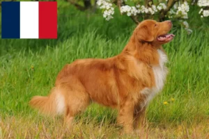 Read more about the article Nova Scotia Duck Tolling Retriever crescători și căței în Franța