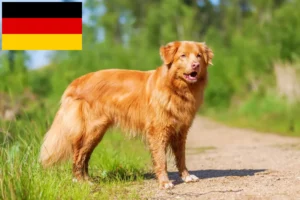 Read more about the article Nova Scotia Duck Tolling Retriever crescători și căței în Germania