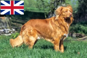 Read more about the article Nova Scoția Duck Tolling Retriever Retriever crescători și căței în Marea Britanie