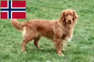 Read more about the article Nova Scotia Duck Tolling Retriever crescători și căței în Norvegia