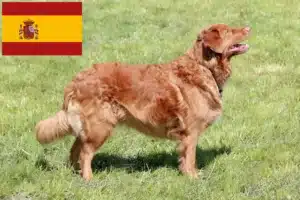 Read more about the article Nova Scotia Duck Tolling Retriever crescători și căței în Spania