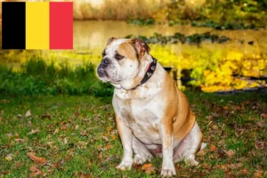 Read more about the article Olde English Bulldog crescători și căței în Belgia