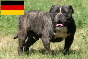 Read more about the article Olde English Bulldog crescători și căței în Germania