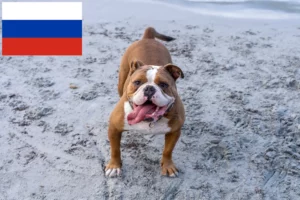 Read more about the article Olde English Bulldog crescători și căței în Rusia