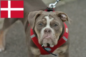 Read more about the article Olde English Bulldog crescători și căței în Danemarca