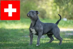 Read more about the article Olde English Bulldog crescători și căței în Elveția