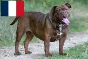 Read more about the article Olde English Bulldog crescători și căței în Franța