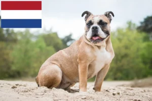 Read more about the article Olde English Bulldog crescători și căței în Olanda