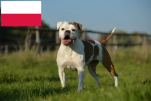 Read more about the article Olde English Bulldog crescători și căței în Polonia