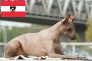 Read more about the article Peruvian Hairless Dog Breeder și cățeluși în Austria