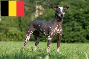 Read more about the article Peruvian Hairless Dog Breeder și cățeluși în Belgia