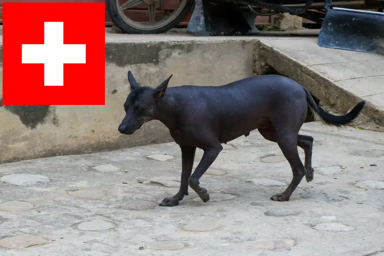 Read more about the article Peruvian Hairless Dog Breeder și cățeluși în Elveția