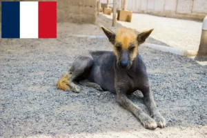 Read more about the article Peruvian Hairless Dog Breeder și cățeluși în Franța