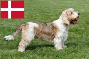 Read more about the article Petit Basset Griffon Vendéen crescători și căței în Danemarca