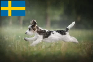 Read more about the article Petit Basset Griffon Vendéen crescători și căței în Suedia