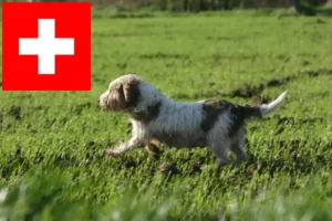 Read more about the article Petit Basset Griffon Vendéen crescători și căței în Elveția