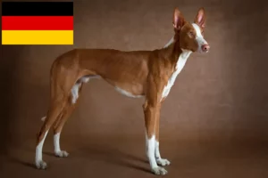 Read more about the article Podenco crescători și căței în Germania