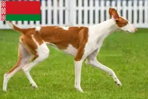 Read more about the article Podenco crescători și căței în Belarus