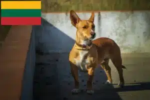 Read more about the article Podenco crescători și căței în Lituania