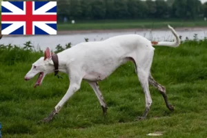 Read more about the article Podenco crescători și căței în Marea Britanie