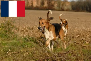 Read more about the article Poitevin crescători și căței în Franța