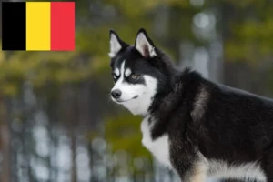 Read more about the article Pomsky crescători și căței în Belgia