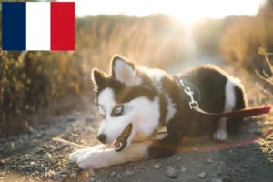 Read more about the article Pomsky crescători și căței în Franța