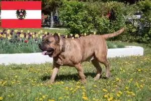 Read more about the article Presa Canario crescători și căței în Austria