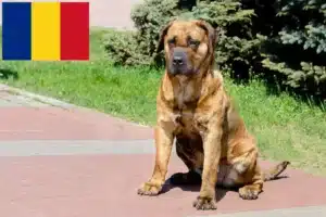 Read more about the article Presa Canario crescători și căței în România