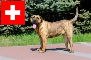 Read more about the article Presa Canario crescători și căței în Elveția