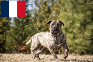 Read more about the article Presa Canario crescători și căței în Franța