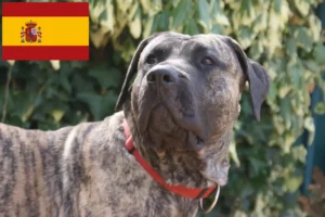 Read more about the article Presa Canario crescători și căței în Spania