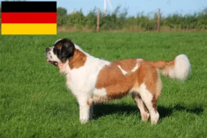 Read more about the article Saint Bernard crescători și căței în Germania