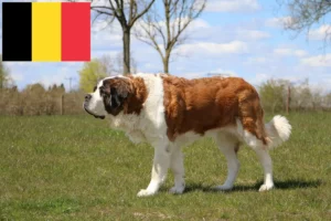 Read more about the article Saint Bernard crescători și căței în Belgia