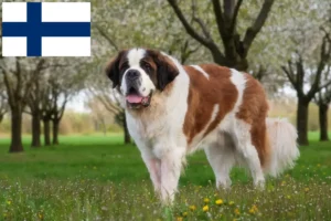 Read more about the article Saint Bernard crescători și căței în Finlanda