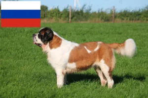 Read more about the article Saint Bernard crescători și căței în Rusia