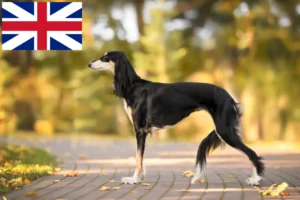 Read more about the article Crescători de Saluki și căței în Marea Britanie