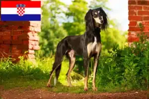 Read more about the article Crescători de Saluki și căței în Croația