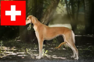 Read more about the article Crescători de Saluki și căței în Elveția