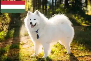 Read more about the article Crescători de Samoyed și căței în Ungaria