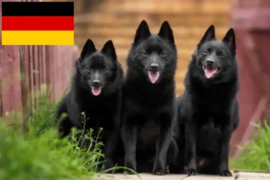 Read more about the article Schipperke crescători și căței în Germania