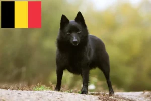 Read more about the article Schipperke crescători și căței în Belgia