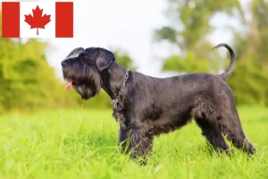 Read more about the article Schnauzer crescători și căței în Canada