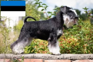 Read more about the article Schnauzer crescători și căței în Estonia