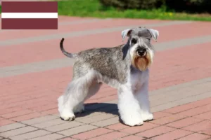 Read more about the article Schnauzer crescători și căței în Letonia