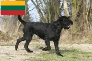 Read more about the article Schnauzer crescători și căței în Lituania